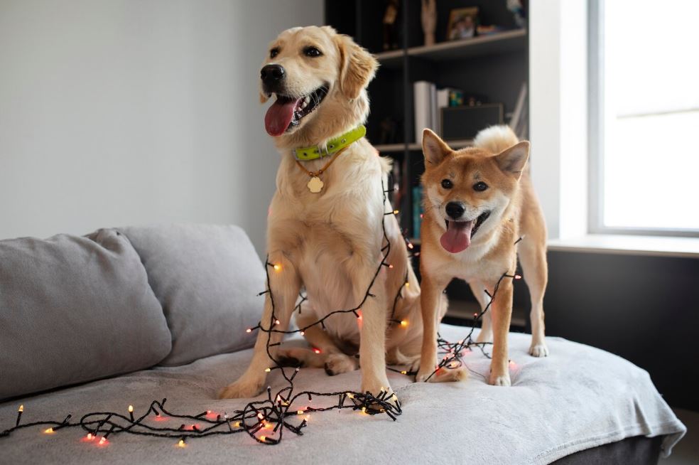 accesorios-golden.jpg