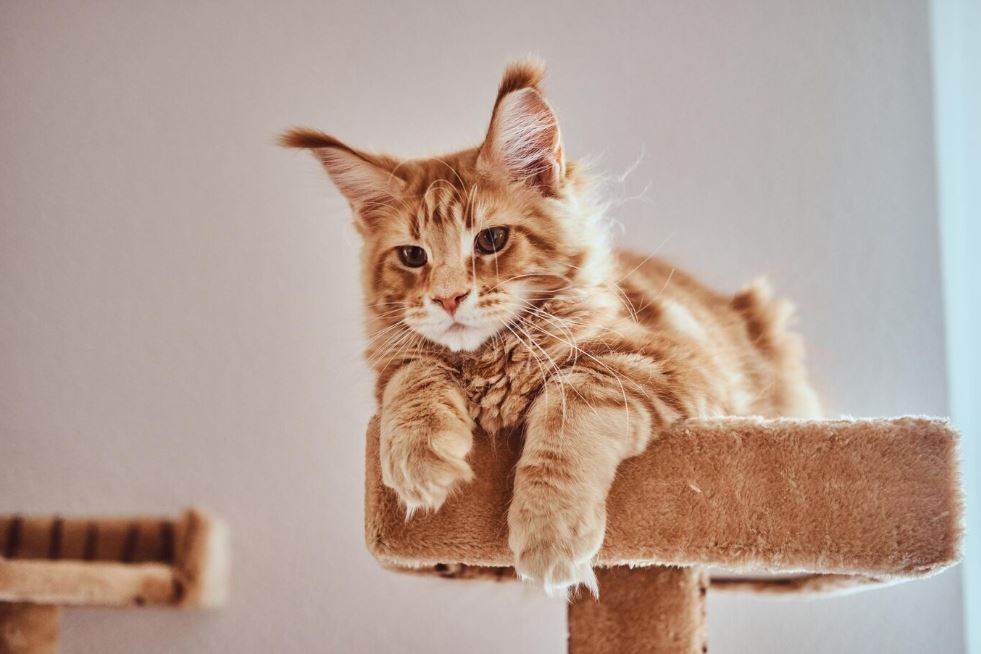gato-feliz-1.jpg