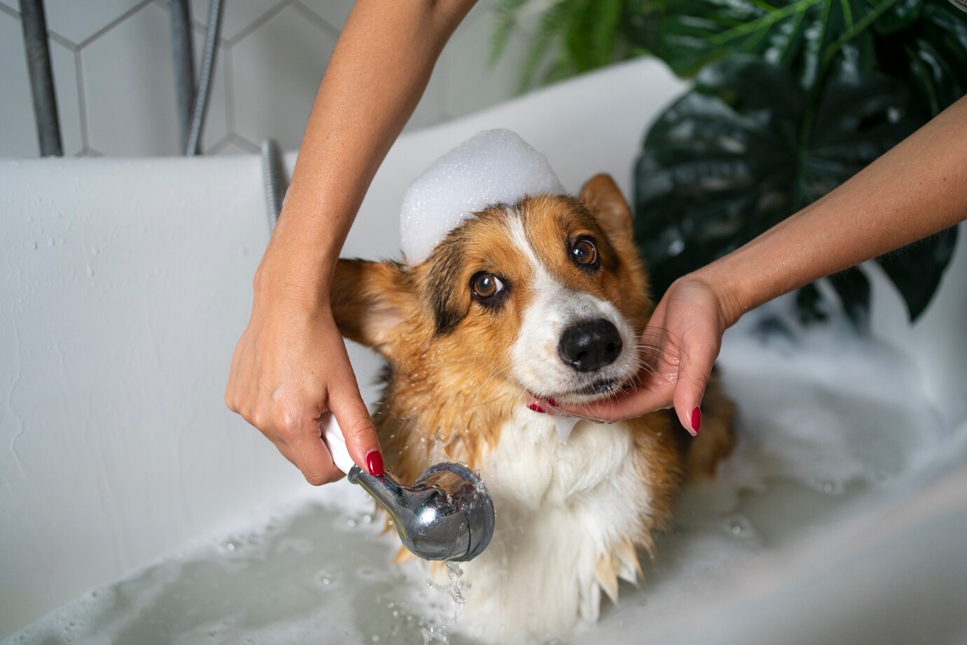 lavar-perro-mascota-casa_23-2149627259.jpg