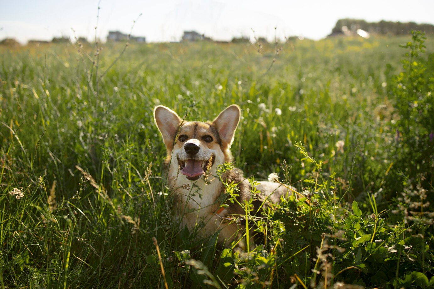 lindo-perro-pasto-o-cesped_23-2149027322.jpg